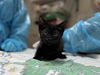 adoptable Cat in mccullers, NC named GALA