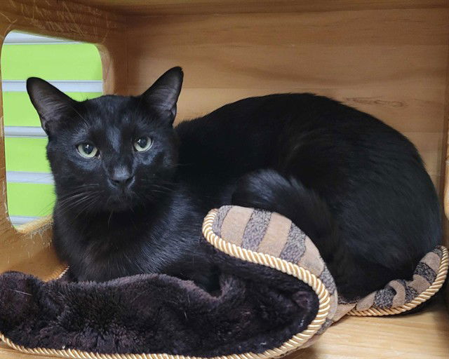 adoptable Cat in McCullers, NC named GERARD
