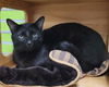 adoptable Cat in mccullers, NC named GERARD