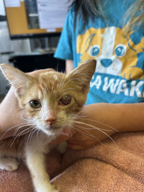adoptable Cat in McCullers, NC named ROOSEVELT