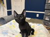 adoptable Cat in mccullers, NC named ERICA
