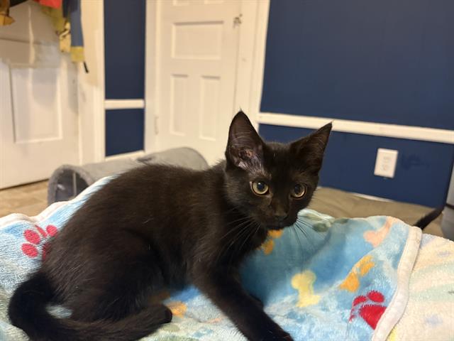 adoptable Cat in McCullers, NC named DENDRA
