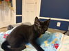 adoptable Cat in mccullers, NC named DENDRA
