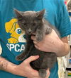 adoptable Cat in mccullers, NC named TROUT