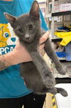 adoptable Cat in mccullers, NC named STURGEON
