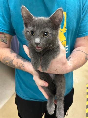 adoptable Cat in McCullers, NC named PIKE