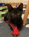 adoptable Cat in mccullers, NC named JORDY