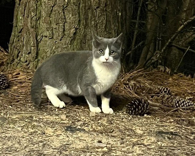 adoptable Cat in McCullers, NC named OATMEAL