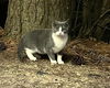 adoptable Cat in mccullers, NC named OATMEAL