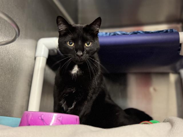 adoptable Cat in McCullers, NC named SELENA