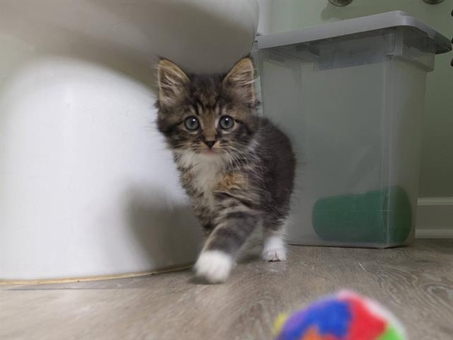 adoptable Cat in McCullers, NC named MOKA