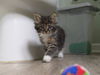 adoptable Cat in mccullers, NC named MOKA