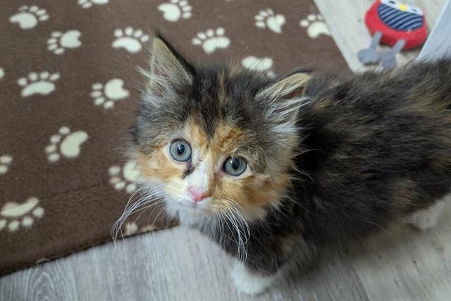 adoptable Cat in McCullers, NC named MANA