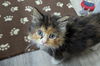 adoptable Cat in mccullers, NC named MANA