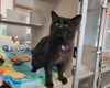 adoptable Cat in mccullers, NC named LEMONHEAD
