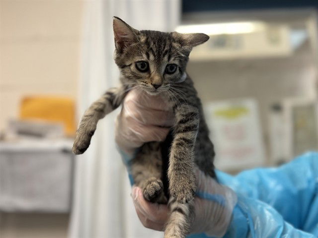 adoptable Cat in McCullers, NC named WHISPER