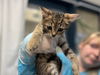 adoptable Cat in mccullers, NC named GIDGET
