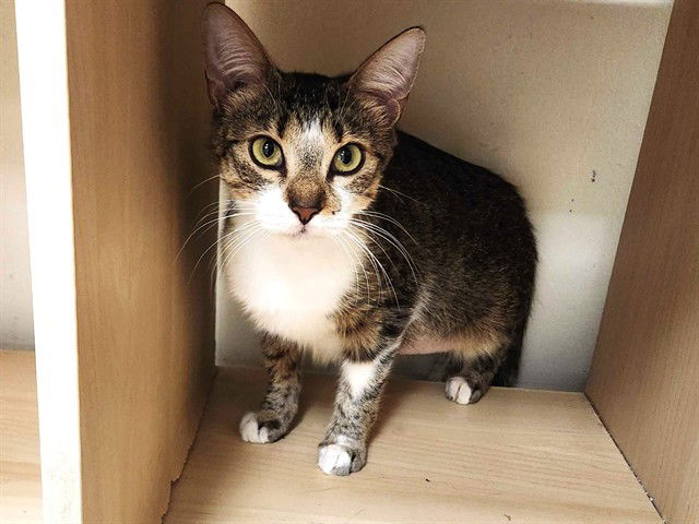 adoptable Cat in McCullers, NC named NORA