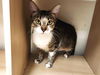 adoptable Cat in mccullers, NC named NORA