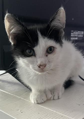 adoptable Cat in McCullers, NC named BUTTERFLY