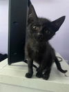 adoptable Cat in mccullers, NC named LADYBUG