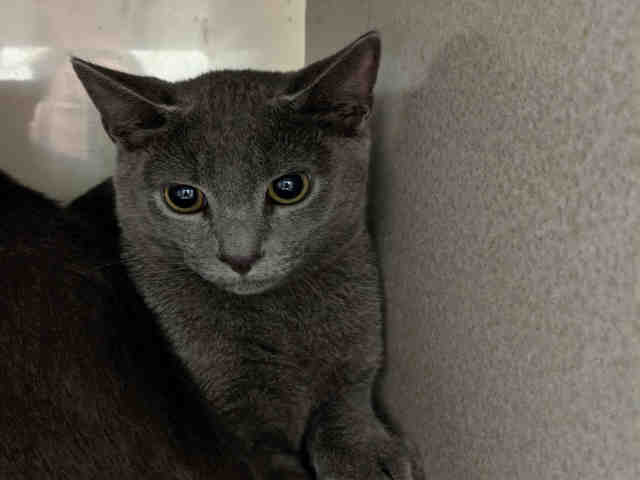 adoptable Cat in McCullers, NC named PLUTO