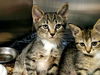 adoptable Cat in mccullers, NC named EMERSON
