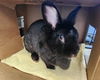 adoptable Cat in mccullers, NC named MIDGE