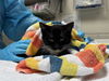 adoptable Cat in mccullers, NC named ITZY