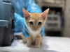 adoptable Cat in mccullers, NC named MITZY
