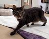adoptable Cat in mccullers, NC named TC