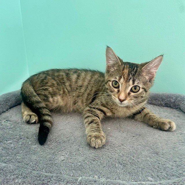 adoptable Cat in McCullers, NC named LIBERTY