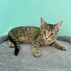 adoptable Cat in mccullers, NC named LIBERTY