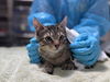 adoptable Cat in mccullers, NC named MUTUAL