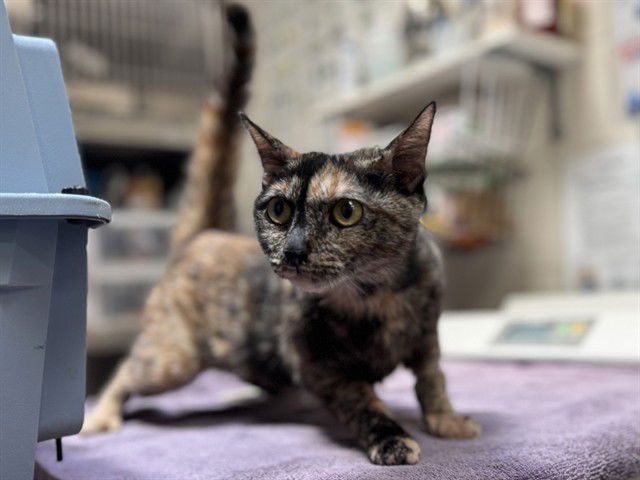 adoptable Cat in McCullers, NC named CALLIOPE