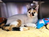 adoptable Cat in mccullers, NC named ENID