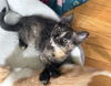 adoptable Cat in mccullers, NC named DAENERYS