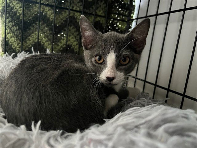 adoptable Cat in McCullers, NC named EGGS