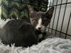 adoptable Cat in mccullers, NC named EGGS