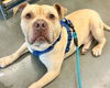 adoptable Dog in mccullers, NC named KEVIN
