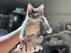 adoptable Cat in mccullers, NC named TEELA