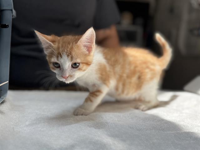 adoptable Cat in McCullers, NC named JELLYCAT