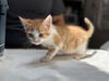 adoptable Cat in mccullers, NC named JELLYCAT