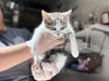 adoptable Cat in mccullers, NC named SQUISHMALLOW