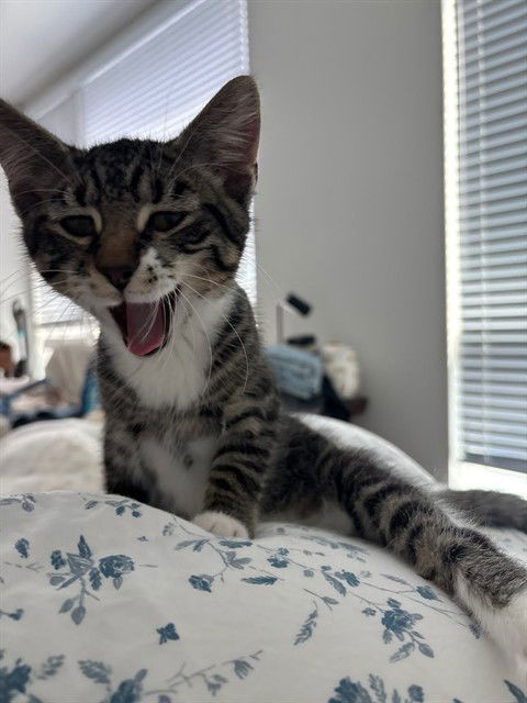 adoptable Cat in McCullers, NC named PAVROTTI