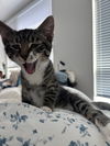 adoptable Cat in mccullers, NC named PAVROTTI