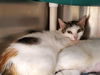adoptable Cat in mccullers, NC named GAGA
