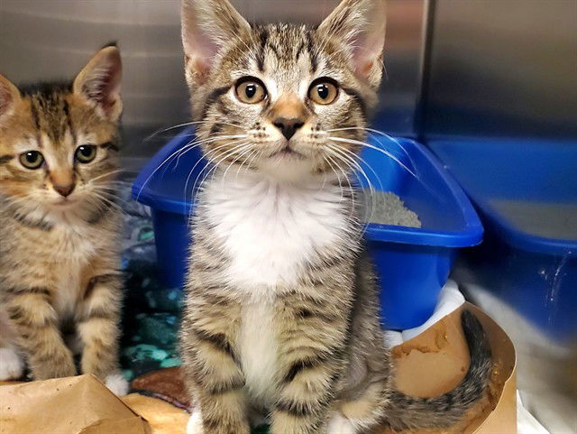 adoptable Cat in McCullers, NC named EVERLEE