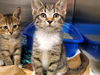 adoptable Cat in mccullers, NC named EVERLEE