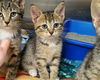 adoptable Cat in mccullers, NC named DOVIE